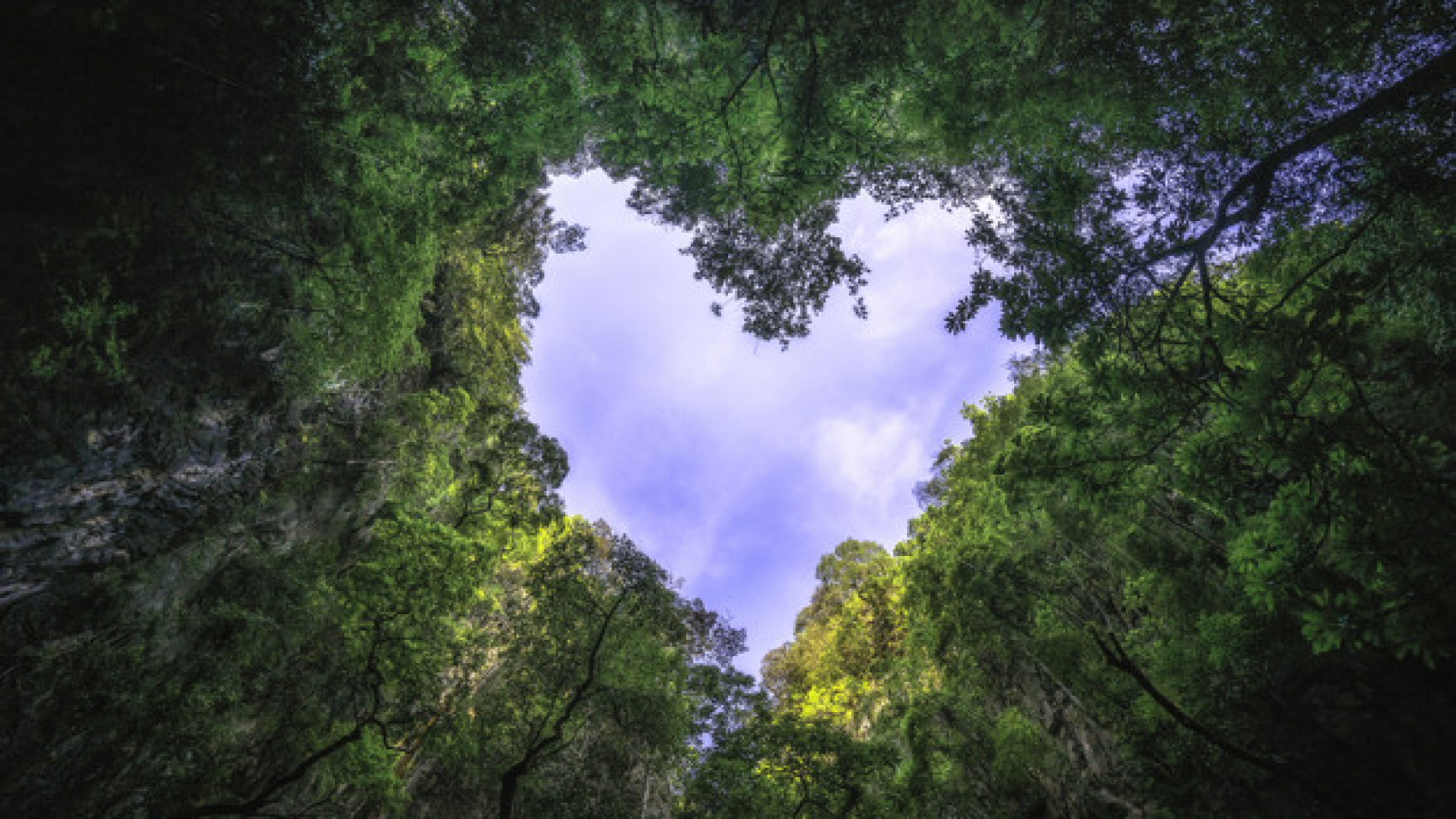heart-shaped-photography-of-sky-in-the-rain-forest-nature-background_56644-435