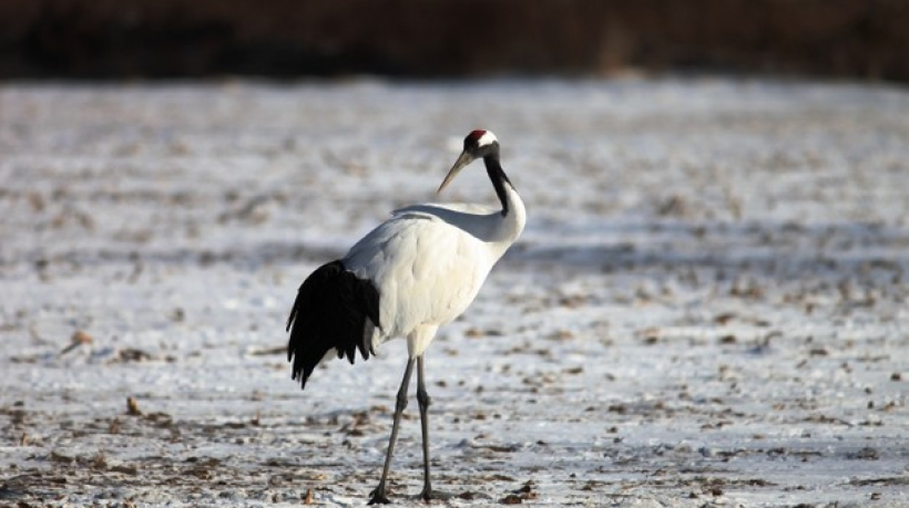 black-necked-crane-standing-on-the-ground-covered-in-the-snow-in-hokkaido-in-japan_181624-15351