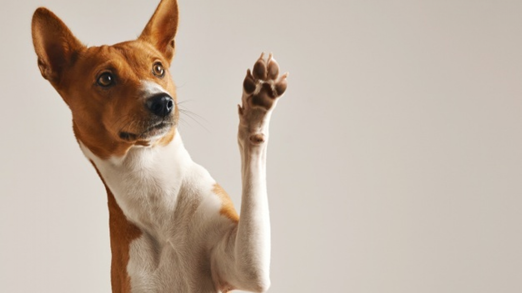 adorable-brown-and-white-basenji-dog-smiling-and-giving-a-high-five-isolated-on-white_346278-1657