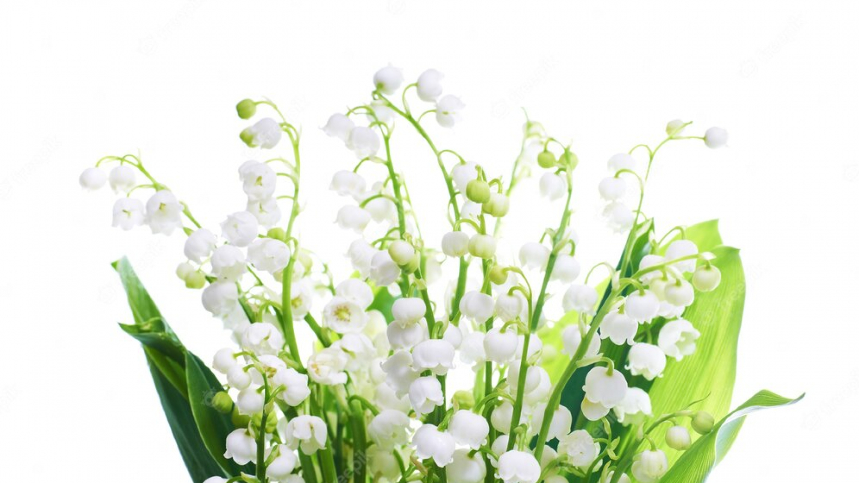 white-flowers-lilies-of-the-valley-isolated-on-white-background_104337-258